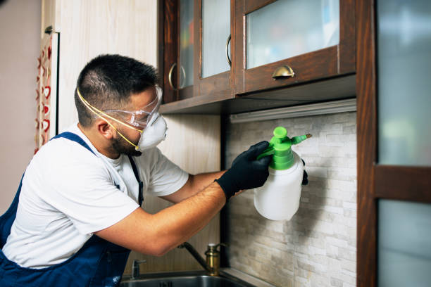 Best Flea Control Services  in Urania, LA