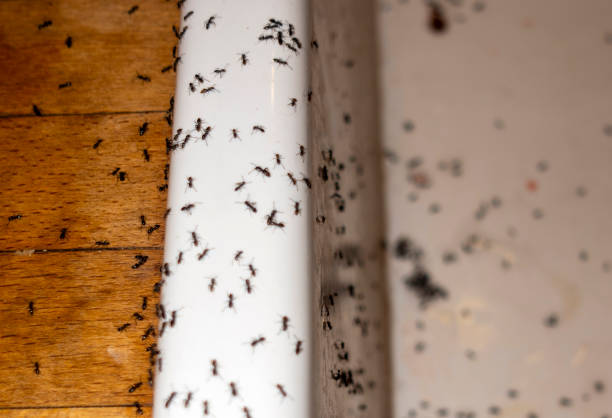 Best Best Pest Control Companies  in Urania, LA
