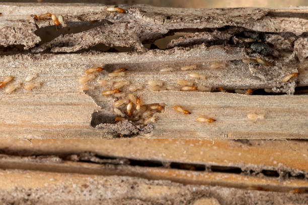 Best Pest Prevention Services  in Urania, LA